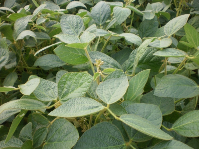 Plants on the field