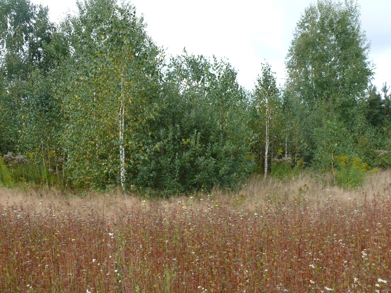 Вид на запад / West view