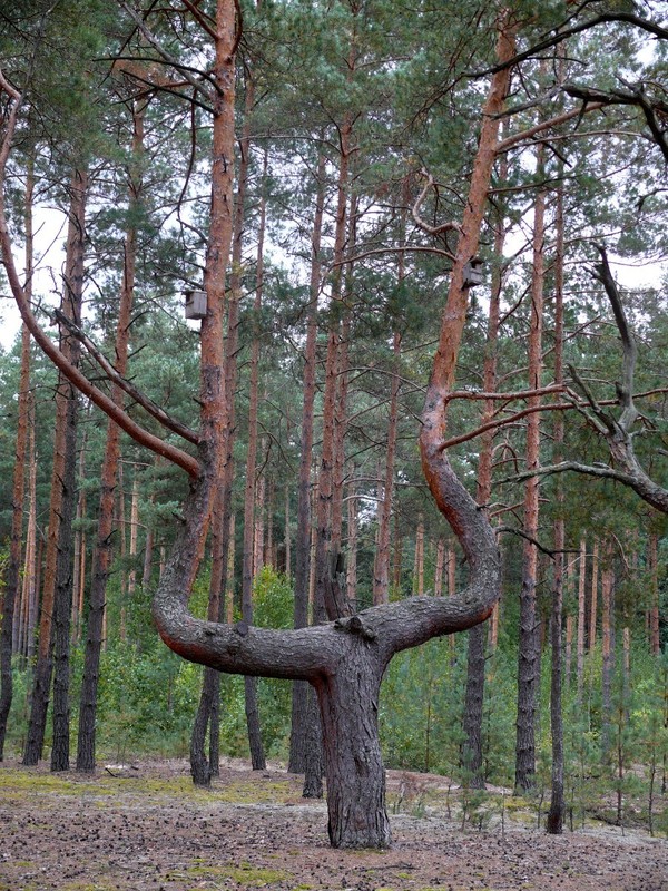 Сосна-лира у дороги / Lyre-shape pine near the road