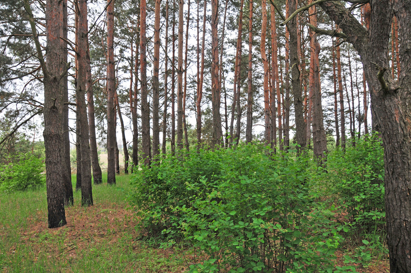 View east / Blick nach Osten