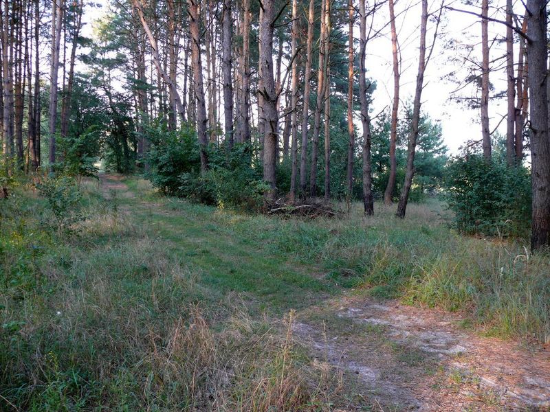 Лесная дорога рядом с точкой слияния/Forest road near the confluence