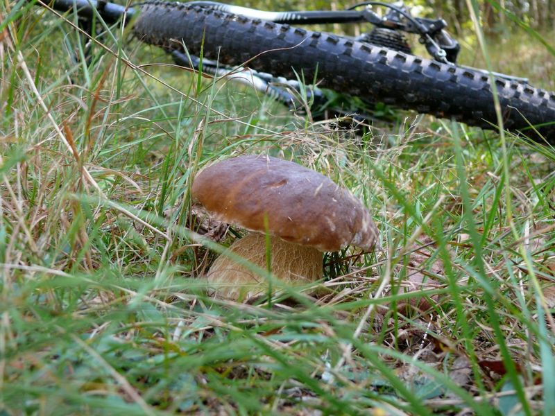 Белый гриб на лесной дороге/Cepe boletus at the forest road