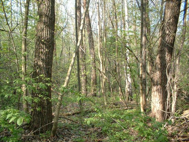 View to North