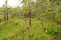 #5: looking west from confluence