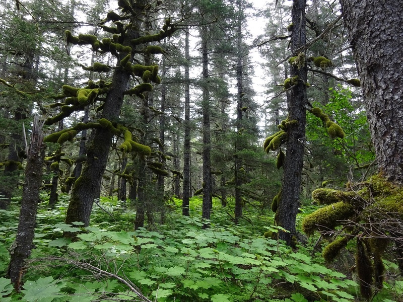 Mossy forest