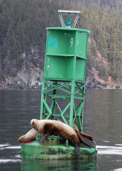 Sea Lions in Valdez Arm.