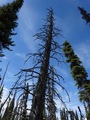 #9: Dead tree near the Confluence