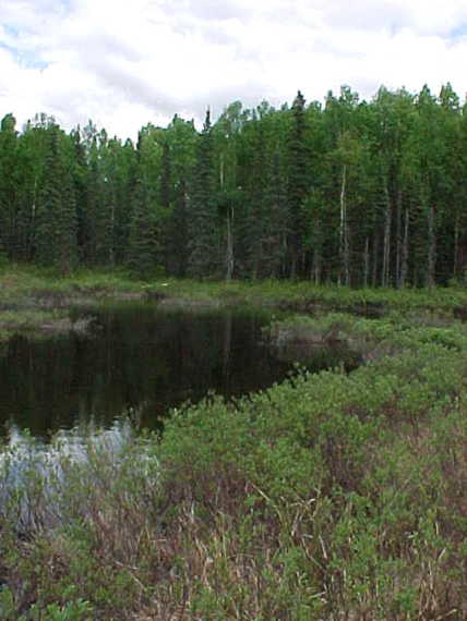 The warm Alaskan swamp where 62N 150W was found