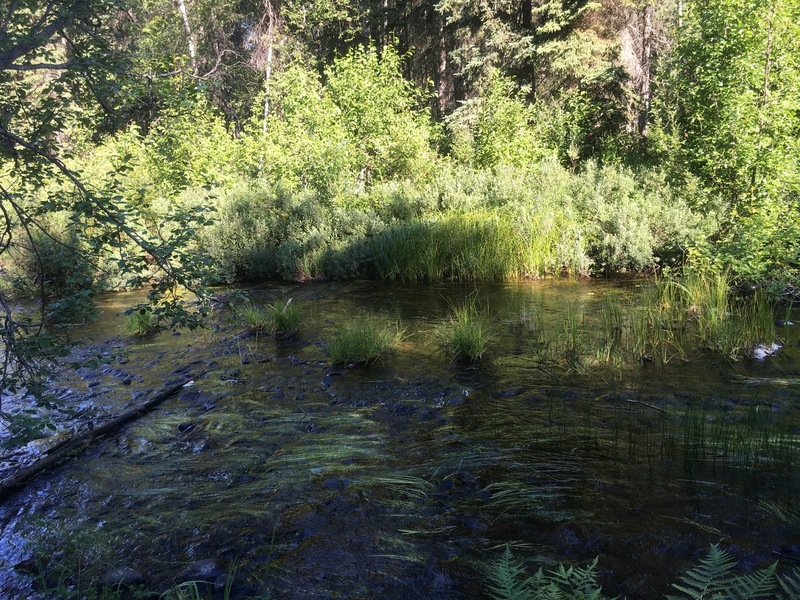 The little creek