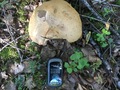 #11: Huge birch boletus at the Confluence