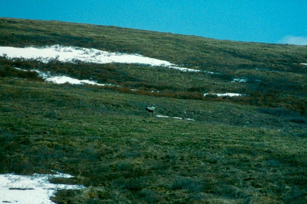 Moose running along area I will need to walk