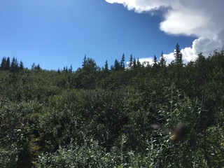 #1: Confluence with fly and cumulus cloud