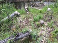 #10: Beaver land