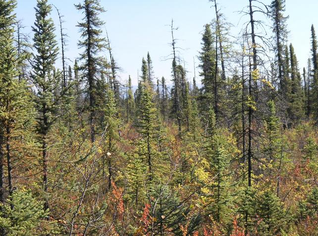 View to the east with the Kantishna Hills in the background.