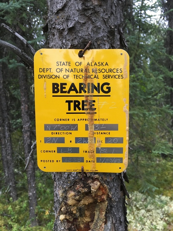 The Bearing Tree in about 600 m distance