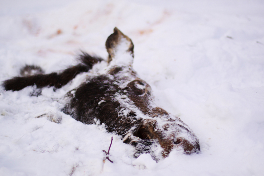 The moose head that I accidentally ran over.