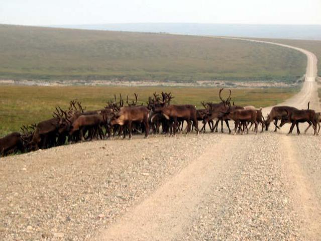 Caribou posse number one (note the huge herd on the horizon)