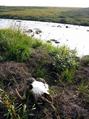 #8: Musk Ox Skull on the Canyon Creek.  Check out those horns!