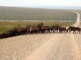 #9: Caribou posse number one (note the huge herd on the horizon)