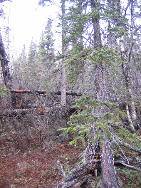 View to the north from confluence site.