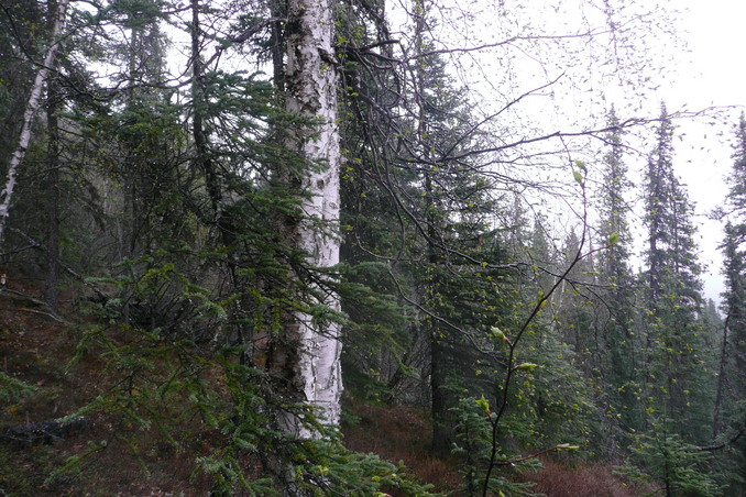 View to the east from confluence site.