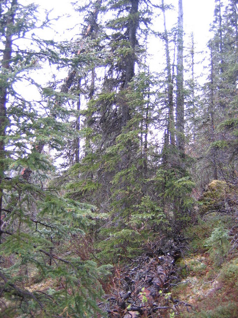 View to the west from confluence site.