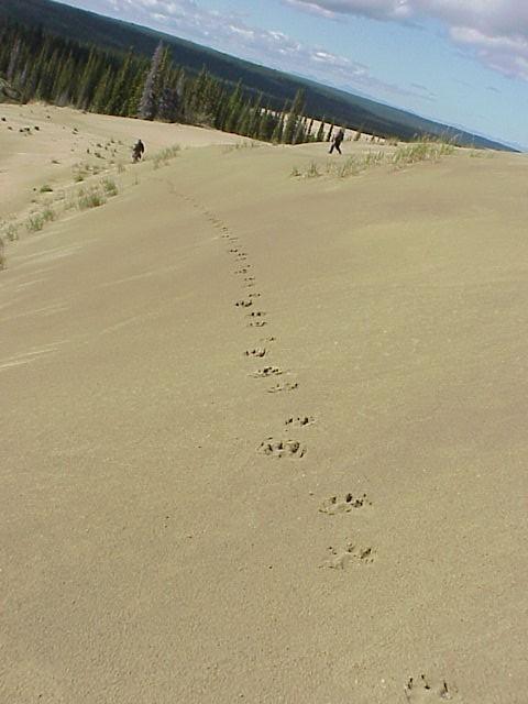 Wolf tracks on the Kobuk Dunes
