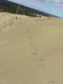 #7: Wolf tracks on the Kobuk Dunes