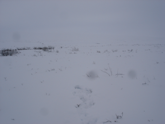 The view east from the confluence.