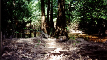 #1: Swamp turtle.(Turtle sitting on a log)