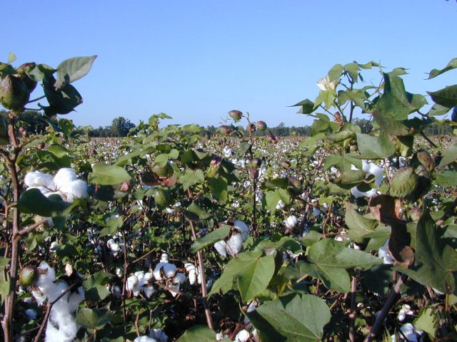 Cotton field