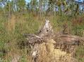 #3: View to the northeast at tree stump about 4 meters from the confluence.