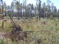 #4: View to the south from the confluence.