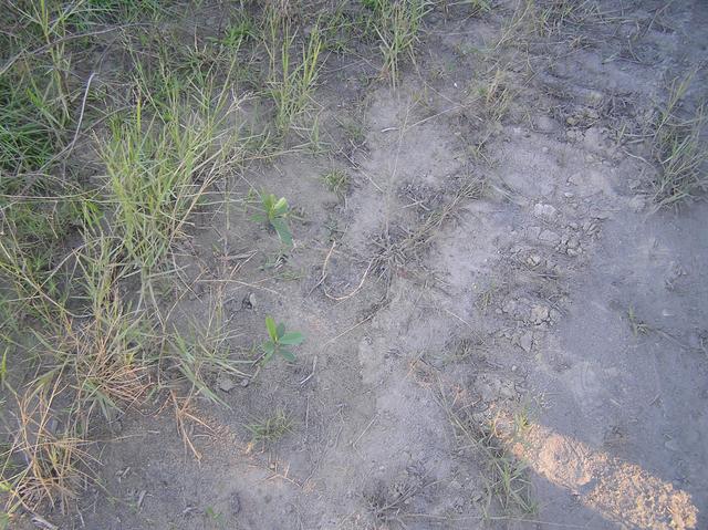 Ground cover and ash from coal burning at the power plant.