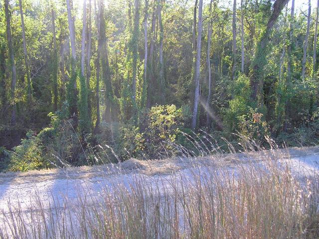 View to the west into another marsh.