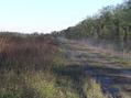 #5: View to the southeast along the ash road at the confluence.