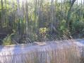 #7: View to the west into another marsh.