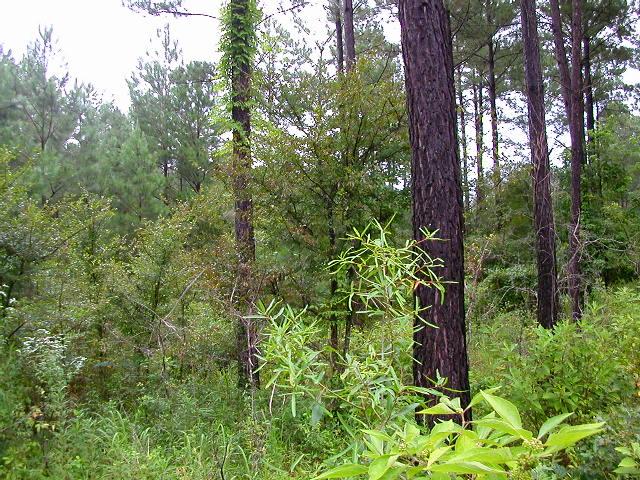 Looking East:  geriatric loblolly pines