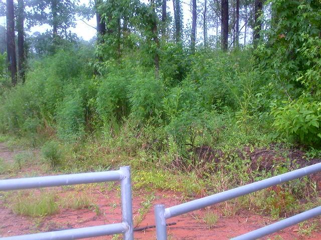 The wrong gate and red clay road