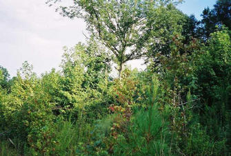 #1: Alabama underbrush looking southerly to confluence