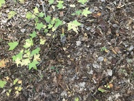 #4: Ground cover at confluence point. 