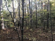 #7: View to the south from the confluence point. 