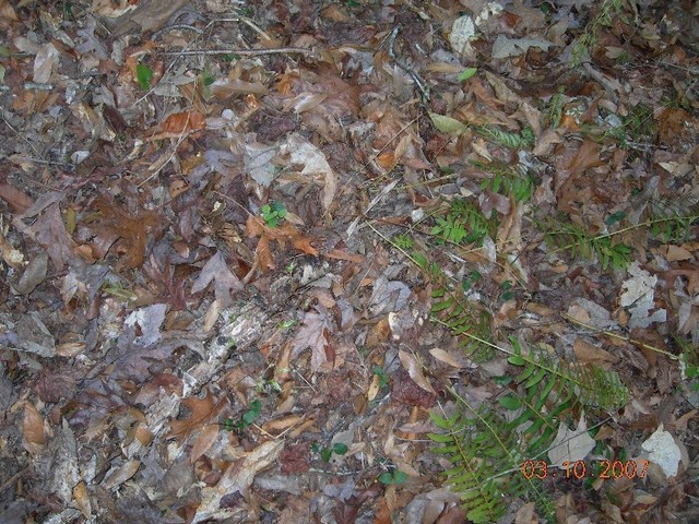 Ground cover at the site.