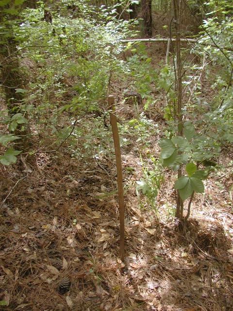 Walking stick marks the location we recorded as the confluence.  Actual confluence point is probably in picture somewhere!