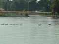 #4: family of ducks on the Cossa River
