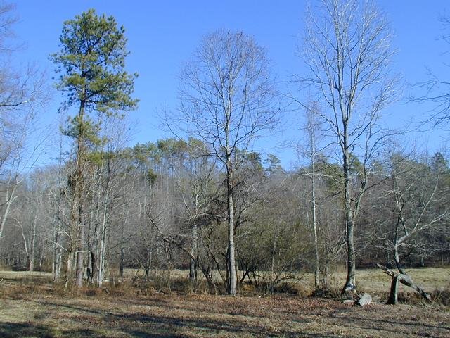 The confluence point lies within this clump of trees.