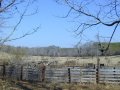 #2: Confluence point, straight ahead; Champion's trees, to the right; Welcome cattle, in the foreground.