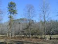 #5: The confluence point lies within this clump of trees.