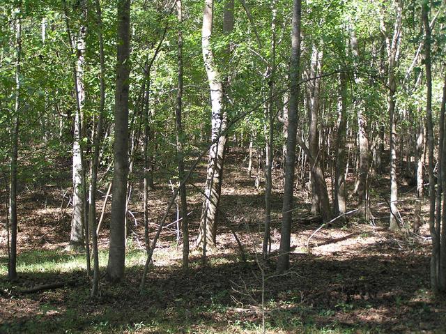 Forest Walk:  95% of the confluence trek was through this forest.