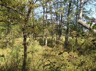 #1: View to the north from the confluence of 34 North 87 West in the Southern Appalachians of Alabama.